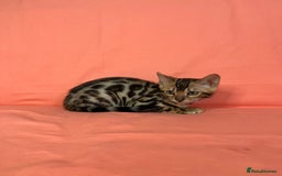 Bengal cats for sale: 🐾Purebred BENGAL Kittens🐾  - Image 28