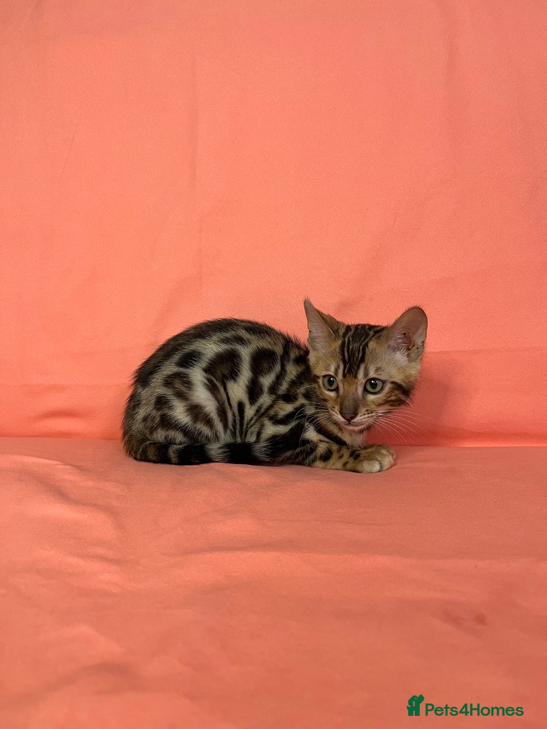 Bengal cats for sale: 🐾Purebred BENGAL Kittens🐾  - Image 28