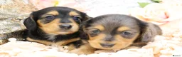 Miniature Dachshund dogs for sale: KC Longhair Miniature Dachshund Puppies - Advert 31