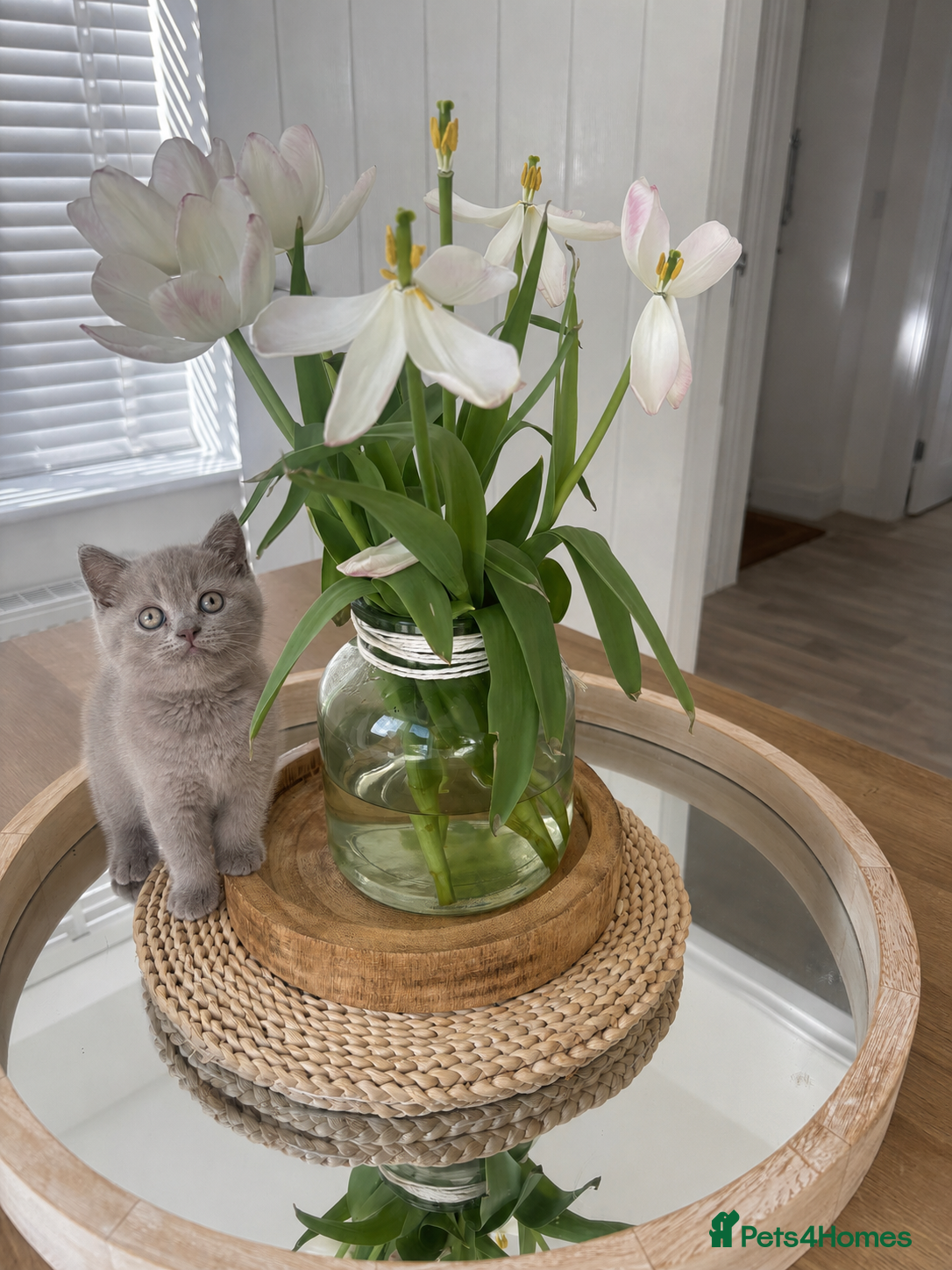 British Shorthair cats Stunning Lilac BSH Kittens GCCF -1 available  - Advert 14