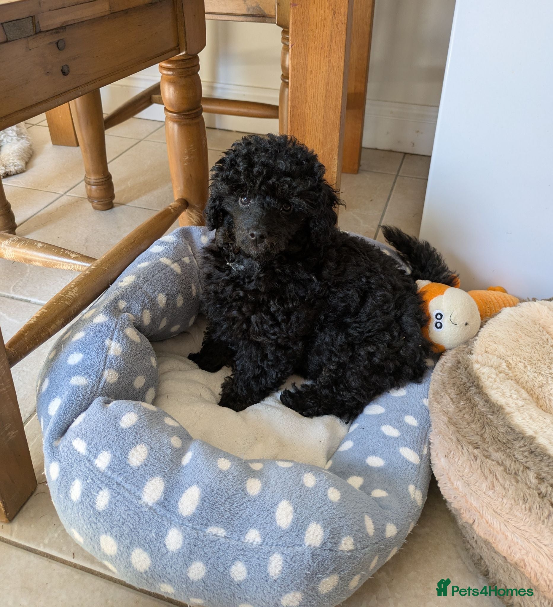Toy Poodle dogs Toy poodle girls KC , fully vac 12 weeks old  - Advert 1