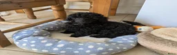 Toy Poodle dogs for sale: Toy poodle girls KC , fully vac 12 weeks old  - Advert 1