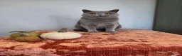 British Shorthair cats for sale: CHAMPION BSH BLUE QUEEN RETIRING  - Advert 7
