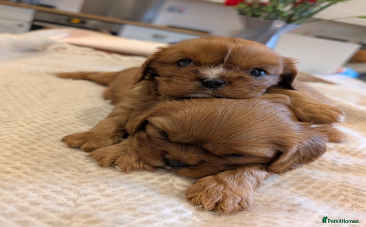 Cavalier King Charles Spaniel dogs - Advert 9