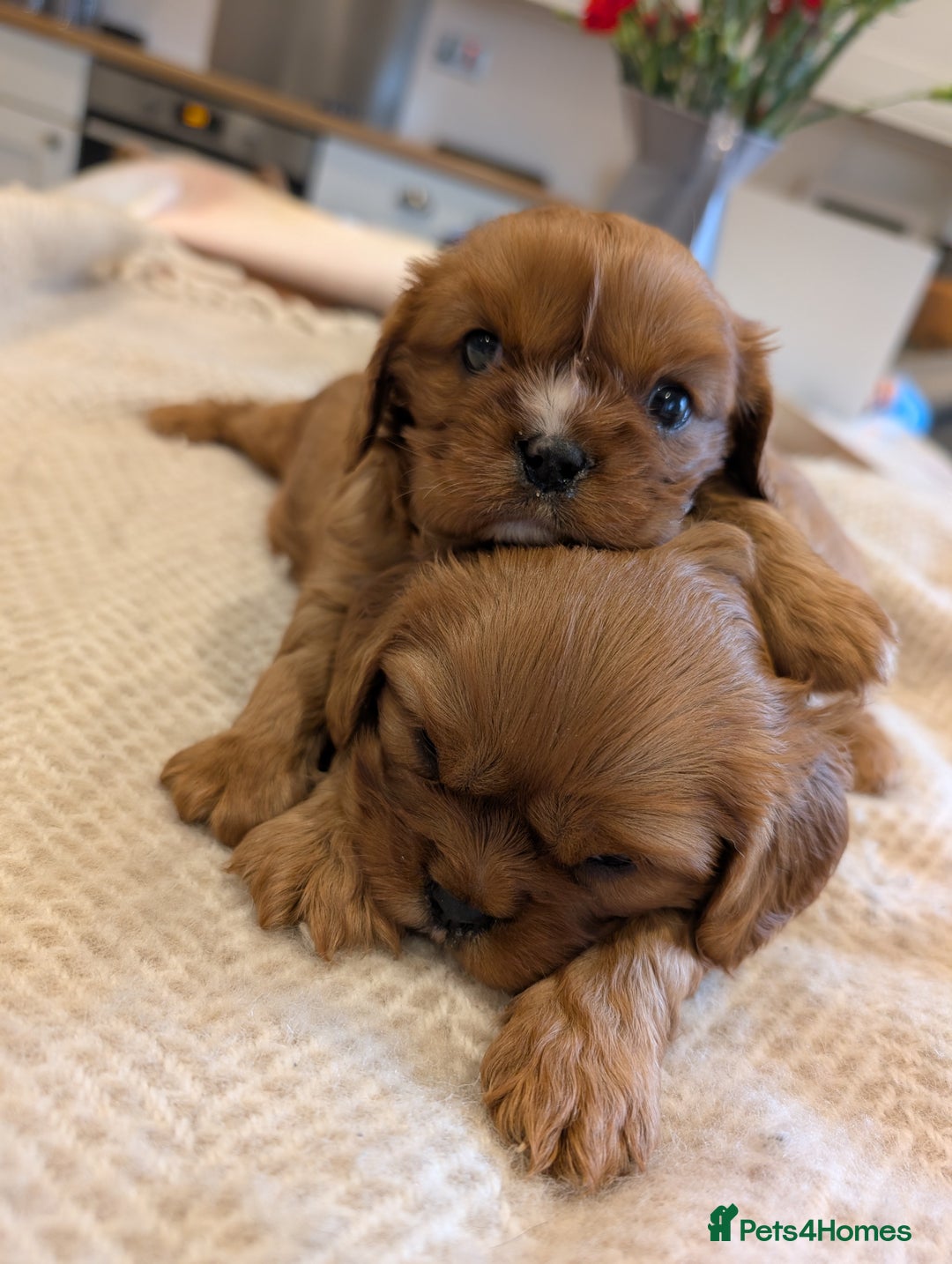 Cavalier King Charles Spaniel dogs for sale: 2 Stunning Girls - Image 1