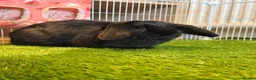 Mini Lop rabbits for sale: Mini lops  - Advert 5