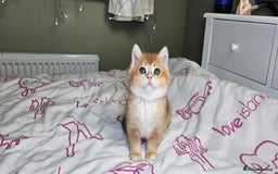 Scottish Fold cats for sale: READY NOW - TICA - SCOTTISH STRAIGHT BOY, NY12. - Image 3