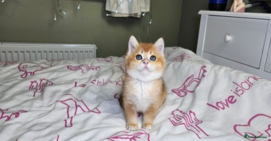 Scottish Fold cats - Advert 14