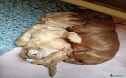 Cockapoo dogs for sale: Naturally-reared Red/Apricot F1b Cockapoos - Image 1