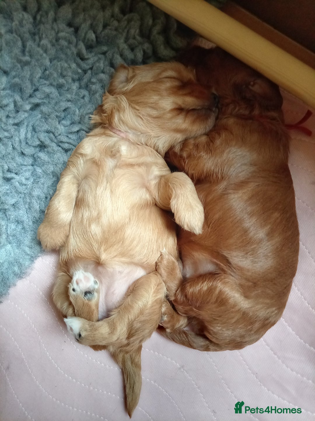 Cockapoo dogs for sale: Naturally-reared Red/Apricot F1b Cockapoos - Image 1