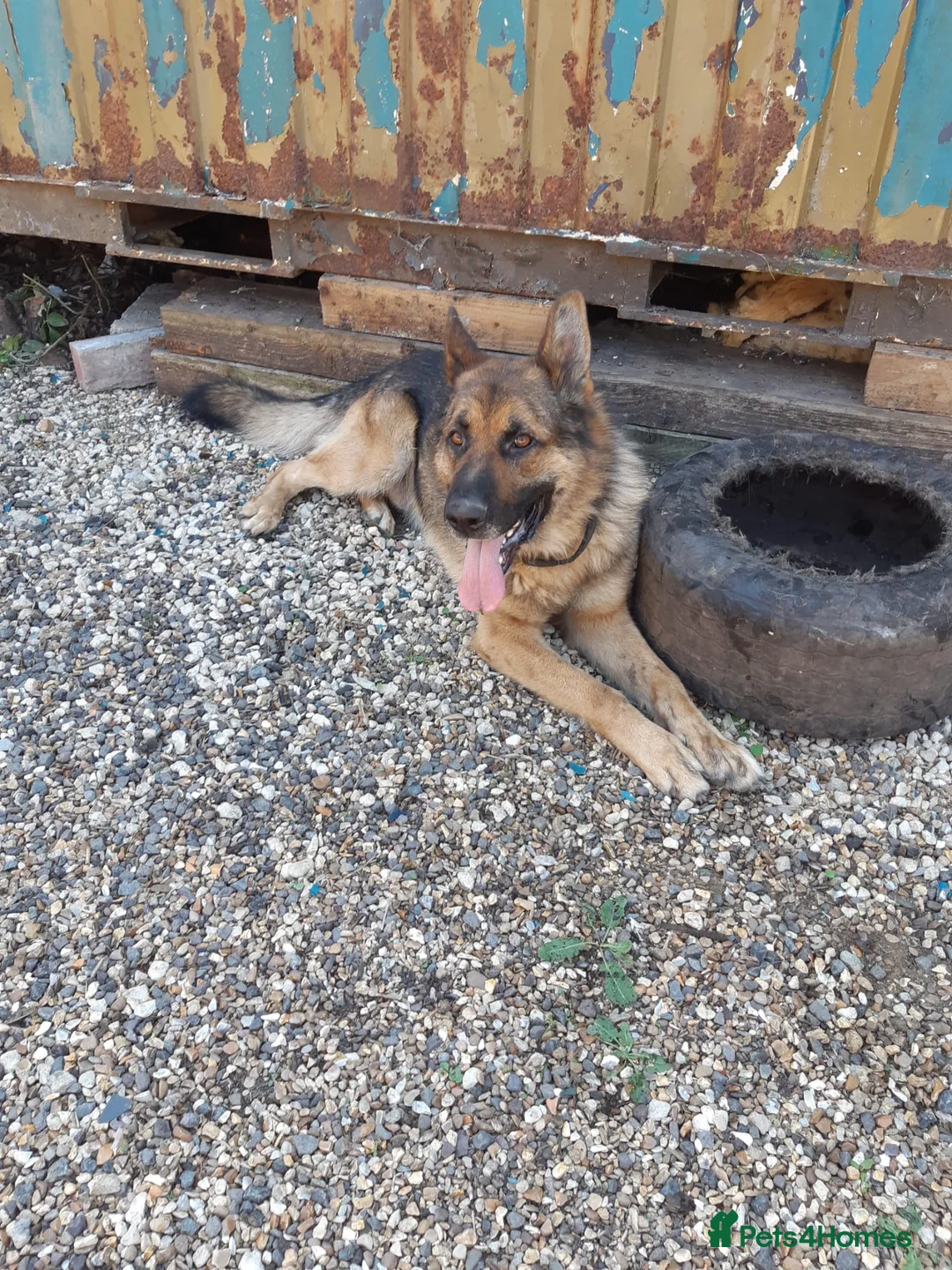 German Shepherd dogs for sale: big fluffy german shepherds - Advert 8