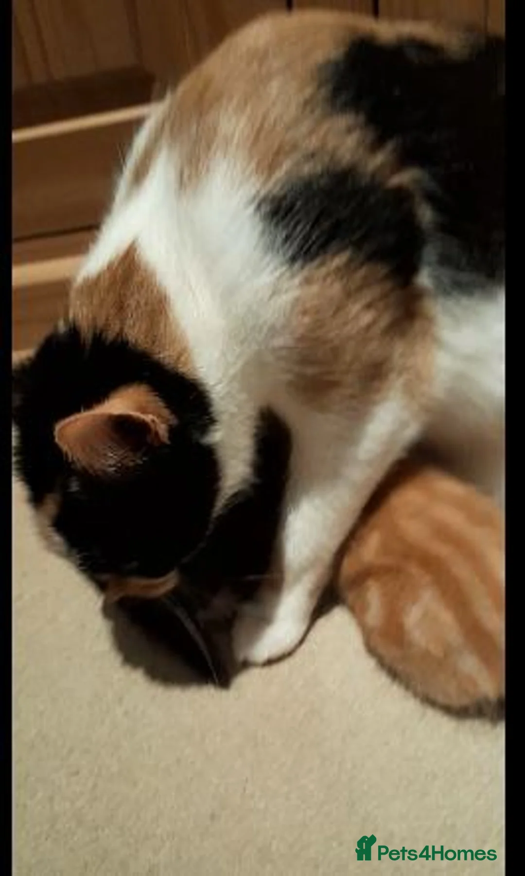 British Shorthair cats for sale: Beautiful black and white male BSH kitten - Advert 3