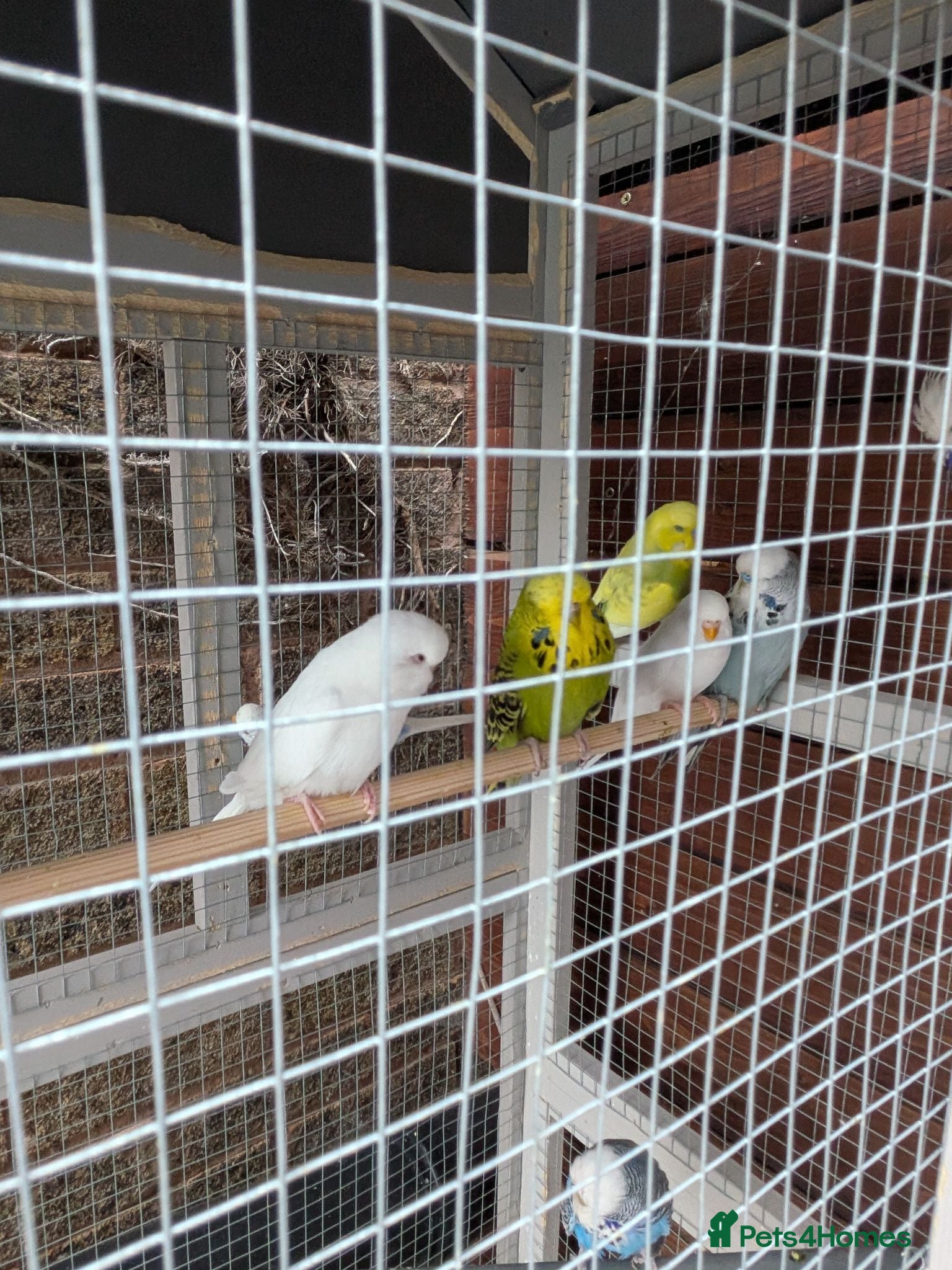Budgerigars birds Aviary of Healthy Mixed Budgies/Selling The Group - Advert 7