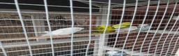 Budgerigars birds for sale: Aviary of Healthy Mixed Budgies/Selling The Group in Leicester - Advert 1