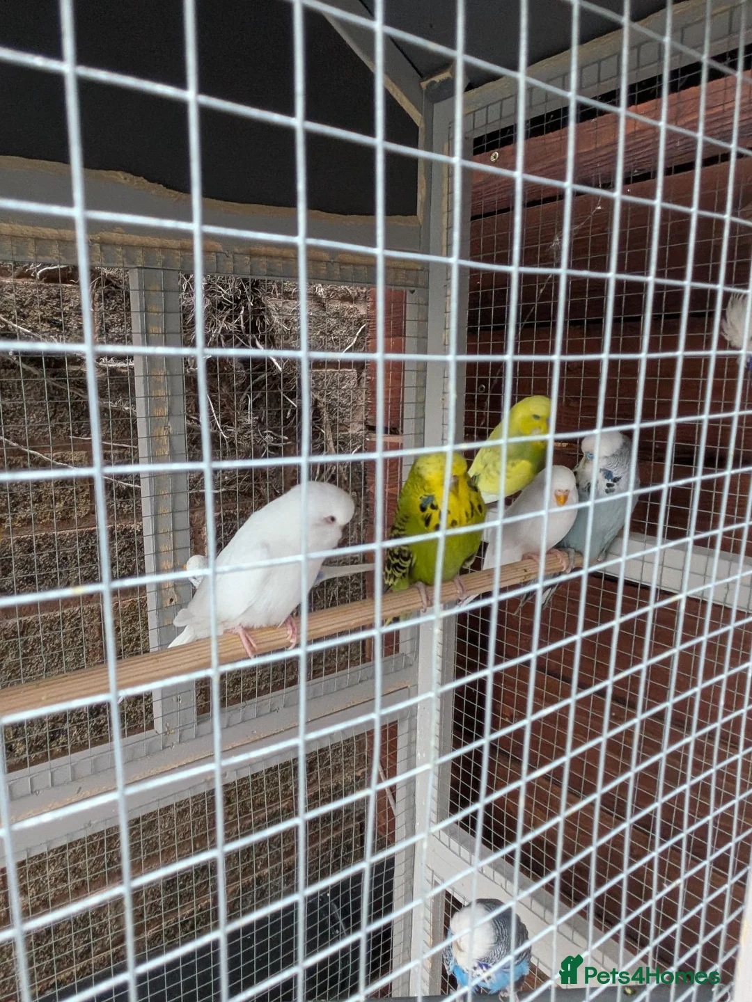 Budgerigars birds for sale: Aviary of Healthy Mixed Budgies/Selling The Group in Leicester - Advert 1