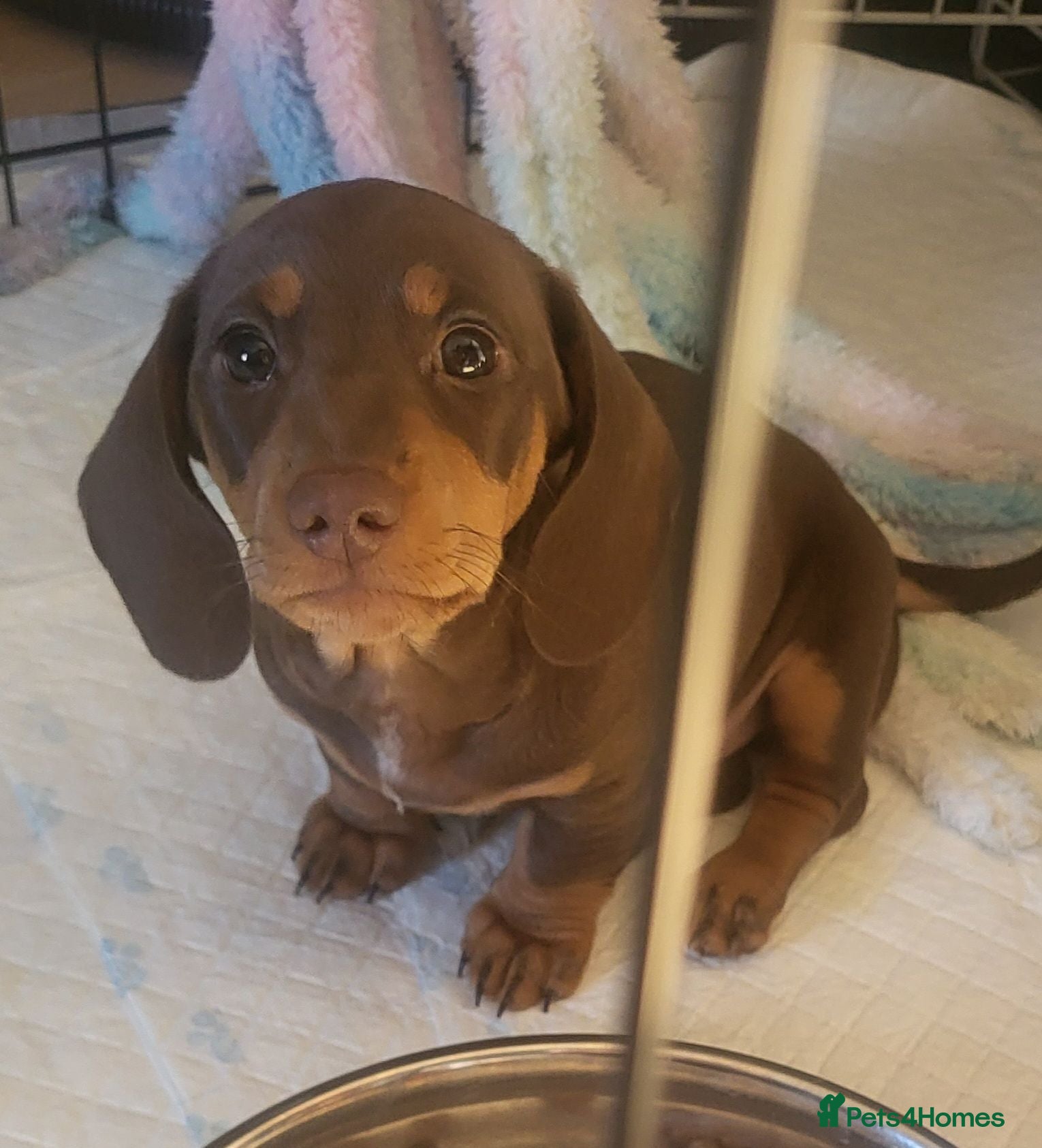 Miniature Dachshund dogs ​🐾Miniature Dachshund - Ready to go on Saturday🐾 - Advert 1