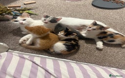 British Shorthair cats for sale: Stunning colour litter of kittens  - Image 2