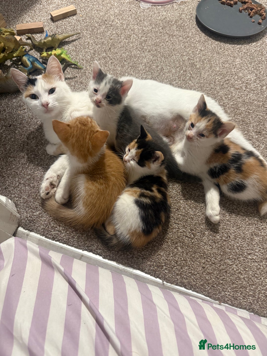 British Shorthair cats for sale: Stunning colour litter of kittens  - Image 2