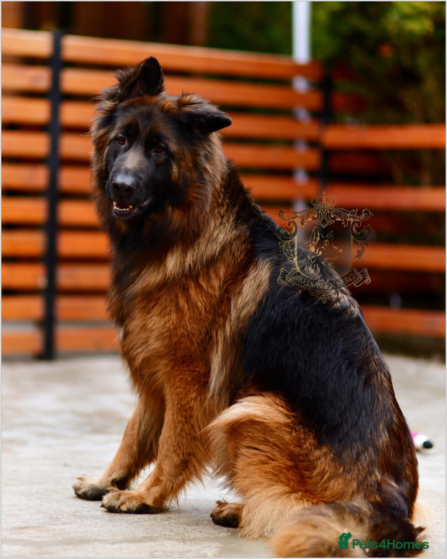 German Shepherd dogs Very Special Longhaired German Shepherd Girl - Advert 7