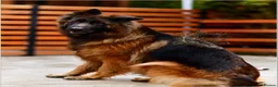 German Shepherd dogs for sale: Very Special Longhaired German Shepherd Girl - Advert 3