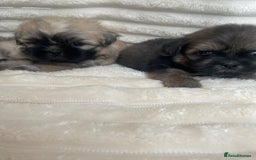 Shih Tzu dogs for sale: KC Shihtzu pups  - Image 14