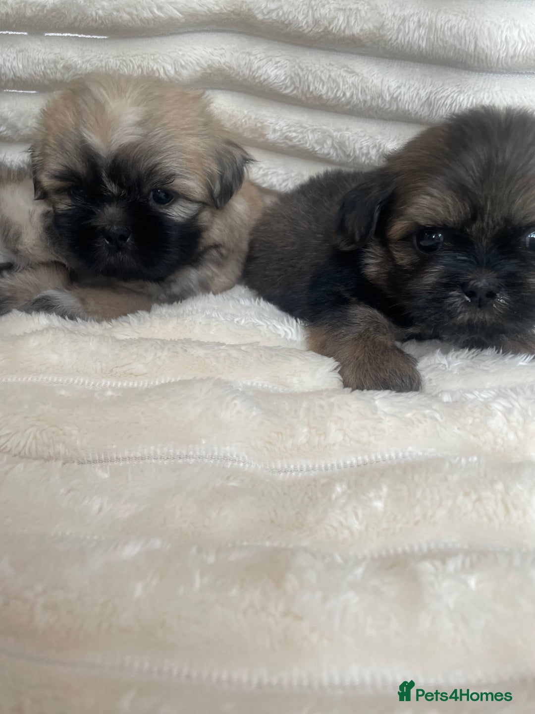 Shih Tzu dogs for sale: KC Shihtzu pups  - Image 14
