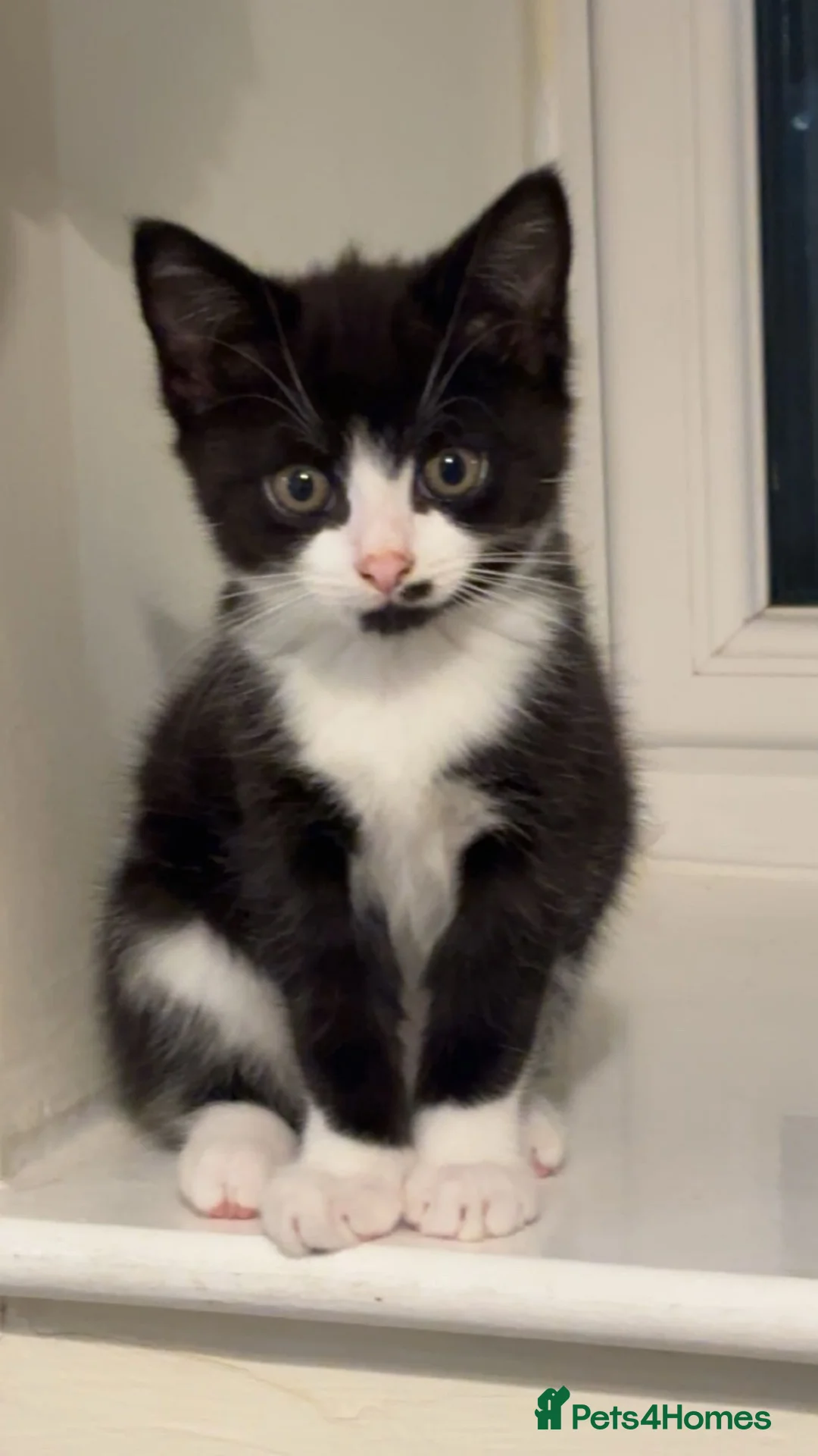 Mixed Breed cats for sale: Oreo - 9 Weeks in Worcester - Advert 2