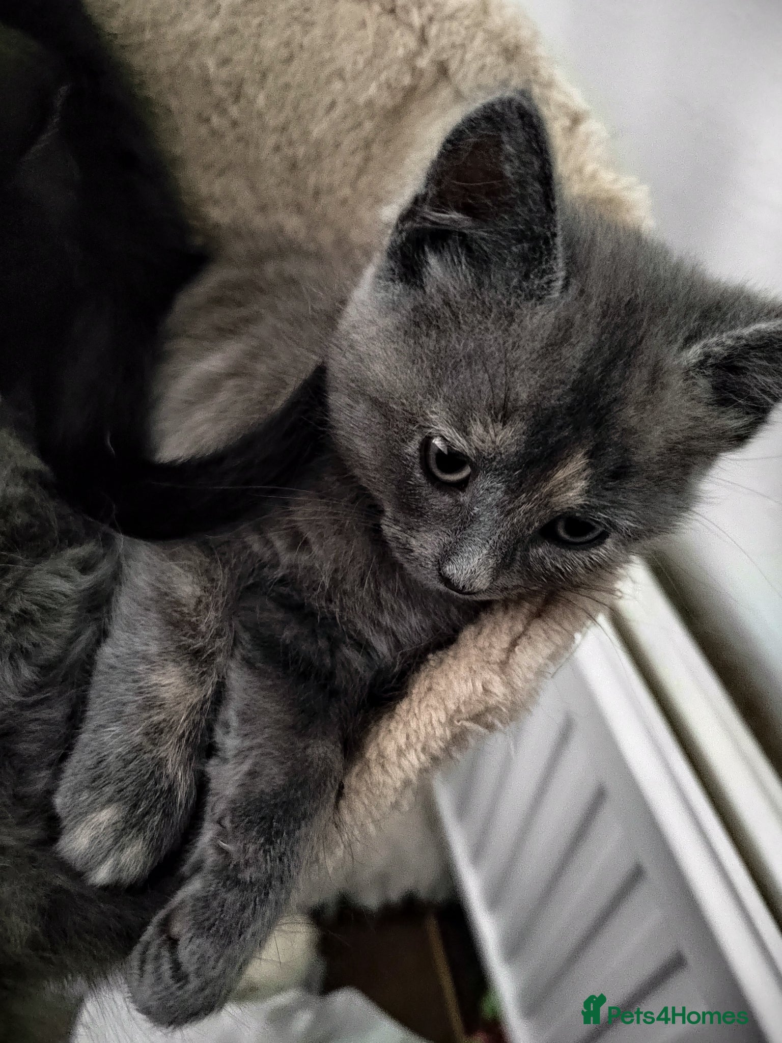 Mixed Breed cats for sale: Beautiful grey, tortoiseshell, black kittens in Wakefield - Advert 16