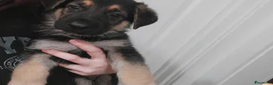 German Shepherd Puppy 1