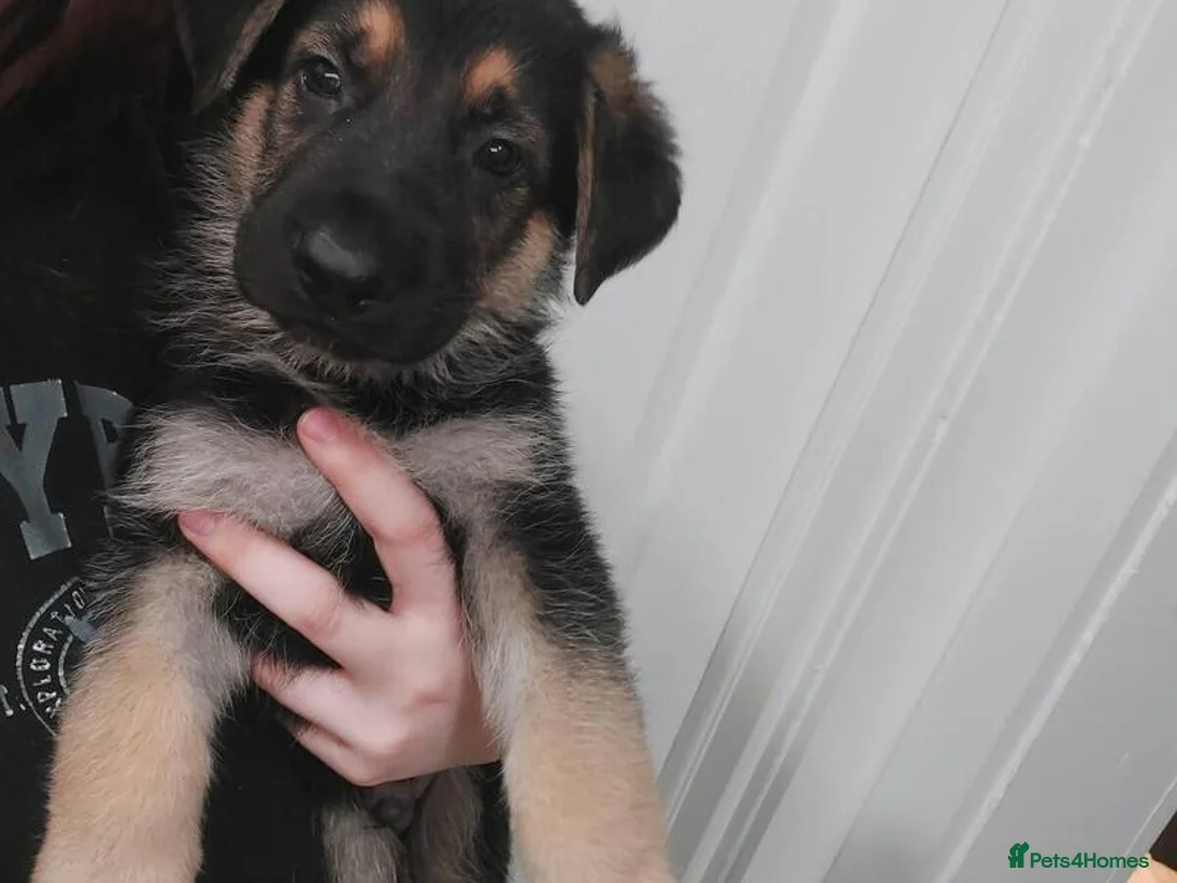 German Shepherd dogs for sale:  Shepherd puppies - Advert 3