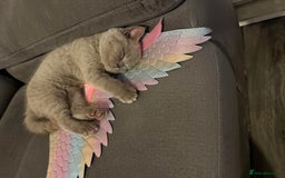 British Shorthair cats for sale: British Shorthair Girl - Image 8