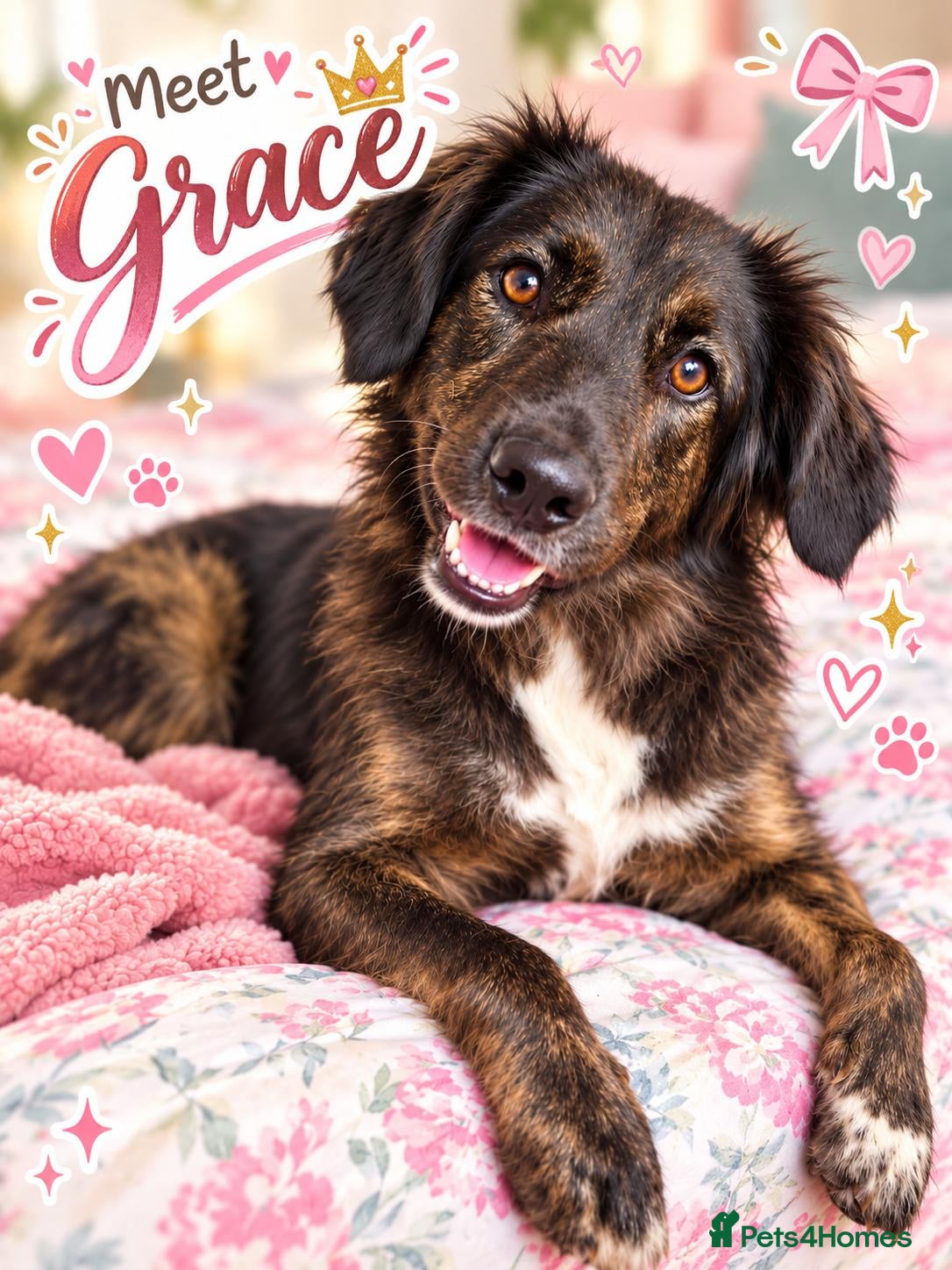 Mixed Breed dogs Meet Grace: beautiful 2yrs old BrindleCrossbreed - Advert 1
