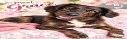 Mixed Breed dogs for sale: Meet Grace: beautiful 2yrs old BrindleCrossbreed - Advert 1