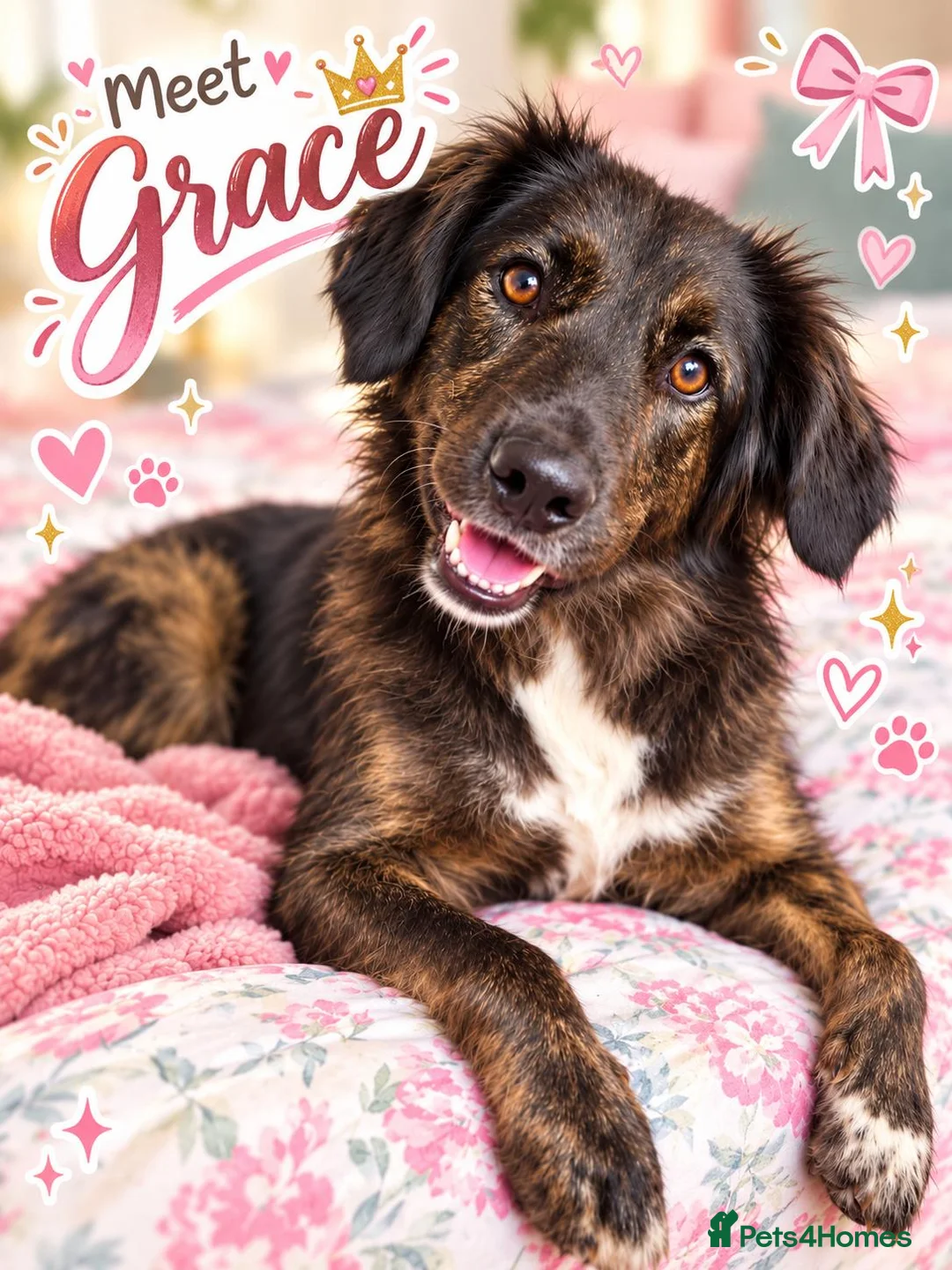 Mixed Breed dogs for sale: Meet Grace: beautiful 2yrs old BrindleCrossbreed - Advert 1