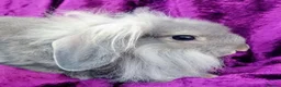 Mini Lion Lop rabbits for sale: Mini lion head lop  - Advert 34
