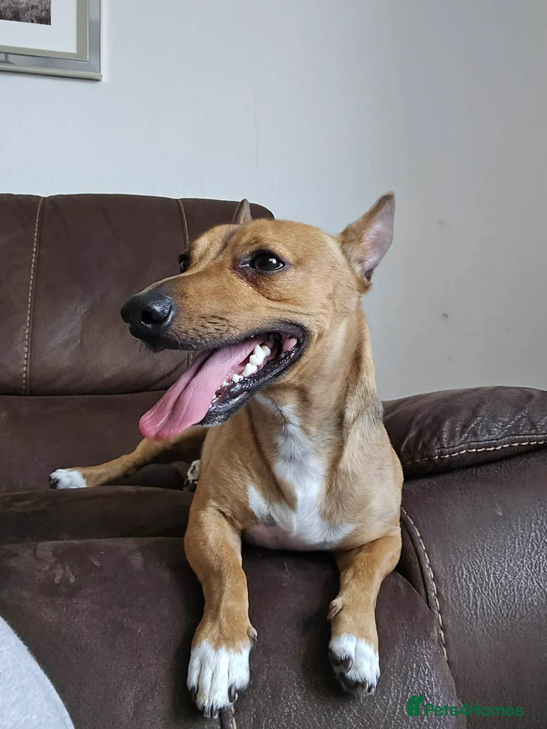 Jack Russell dogs for sale: Short leg jack russel for rehoming  - Advert 2