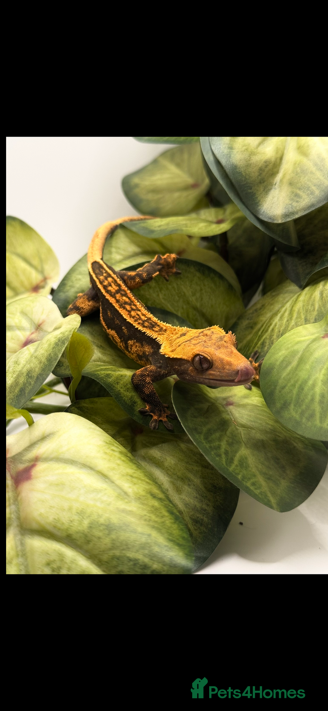 Gecko reptiles for sale: Tangerine Broken Quad stripe Female Crested Gecko - Advert 2