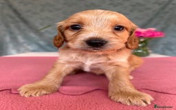 Cockapoo dogs for sale: Cocker Spaniel x Cockapoo Puppies Ready Soon  - Image 17
