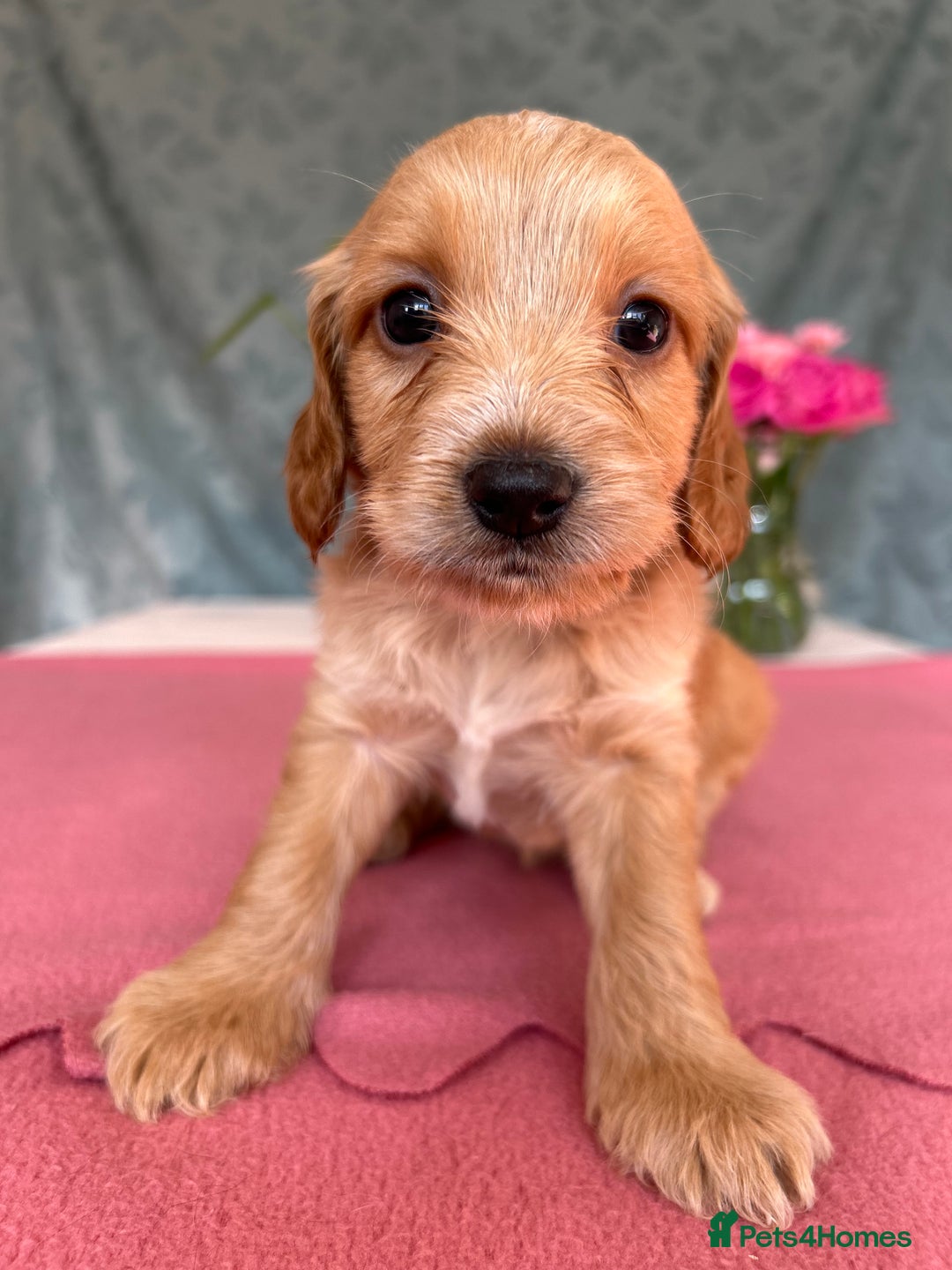 Cockapoo dogs for sale: Cocker Spaniel x Cockapoo Puppies Ready Soon  - Image 17