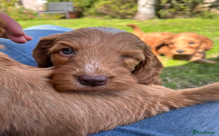 Cockapoo dogs - Advert 7
