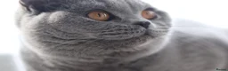 British Shorthair cats for sale: 🧸 Stunning GCCF BSH Female Champion Bloodlines ✨ - Advert 16