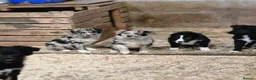 Border Collie dogs for sale: Beautiful  border  collie pups in Loughborough - Advert 4