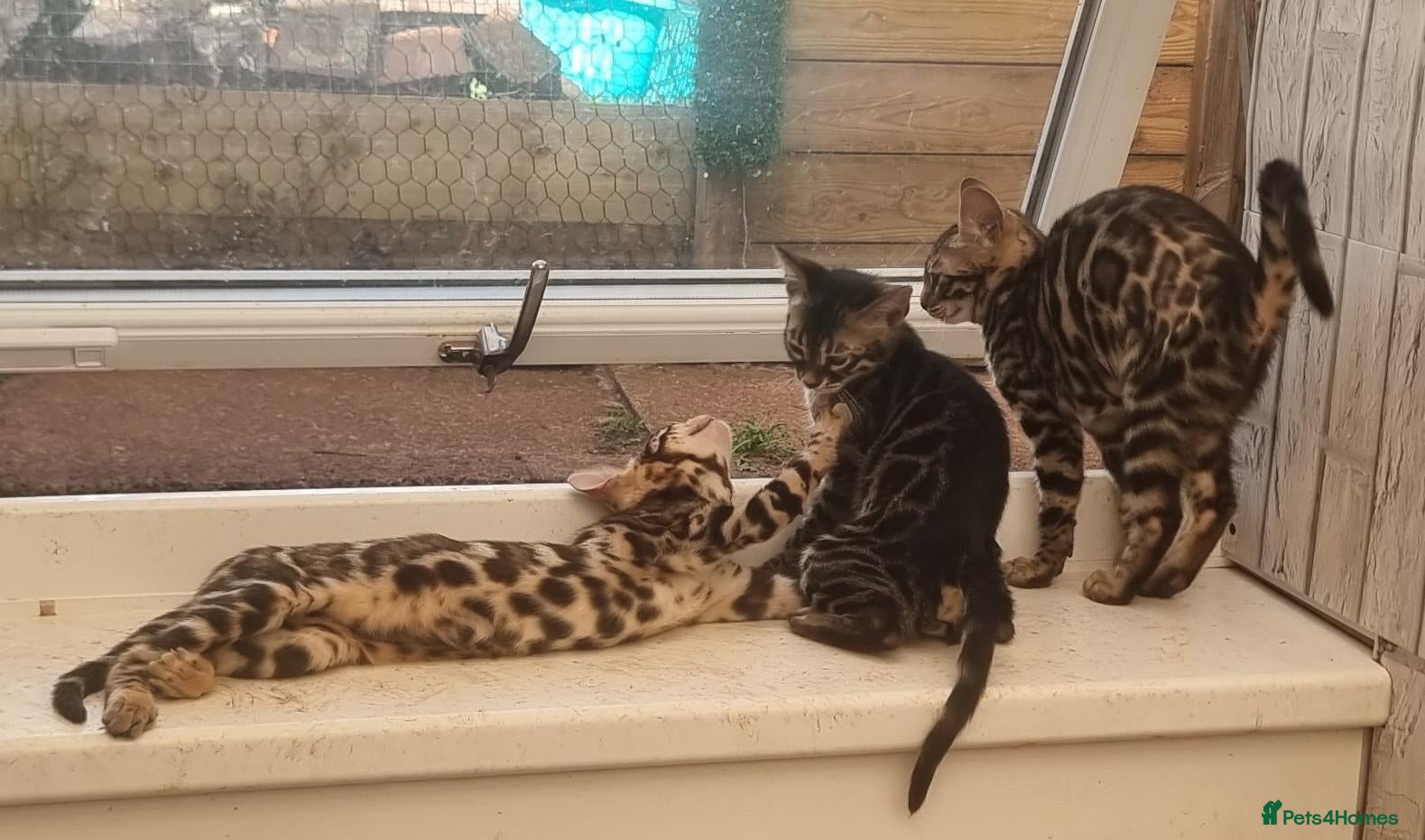 Bengal cats AVAILABLE NOW Beautiful TICA registered Bengals  - Advert 2