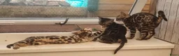 Bengal cats for sale: AVAILABLE NOW Beautiful TICA registered Bengals  - Advert 2