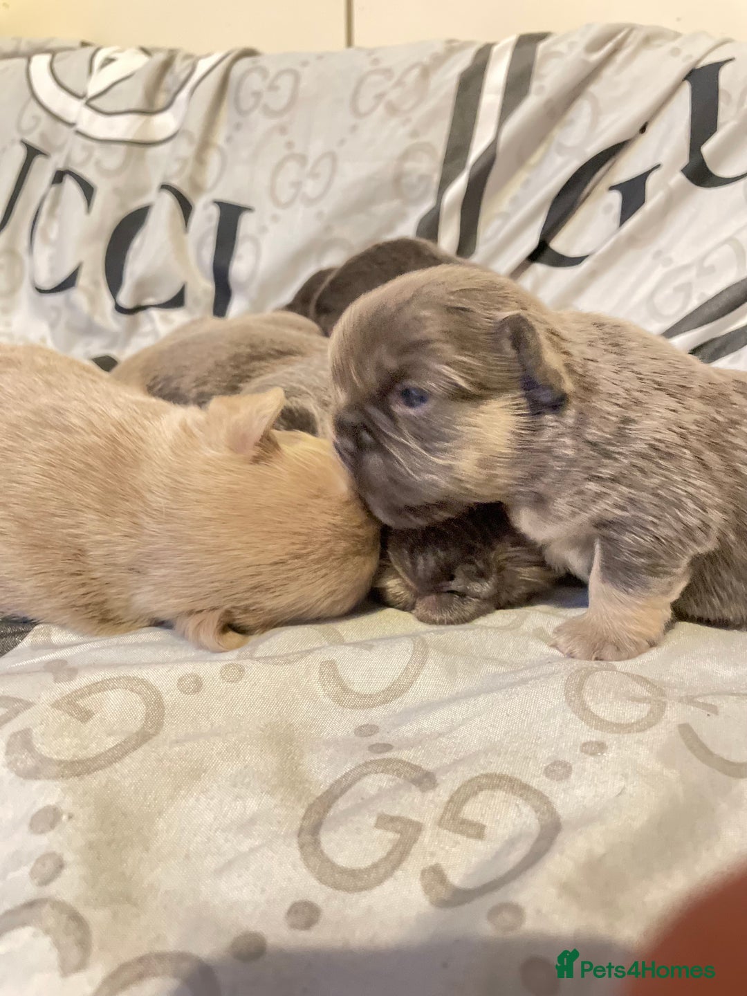 French Bulldog dogs for sale: 🩷🐶🐾6 Adorable fluffy French bulldogs 🩷🐶🐾 - Advert 20