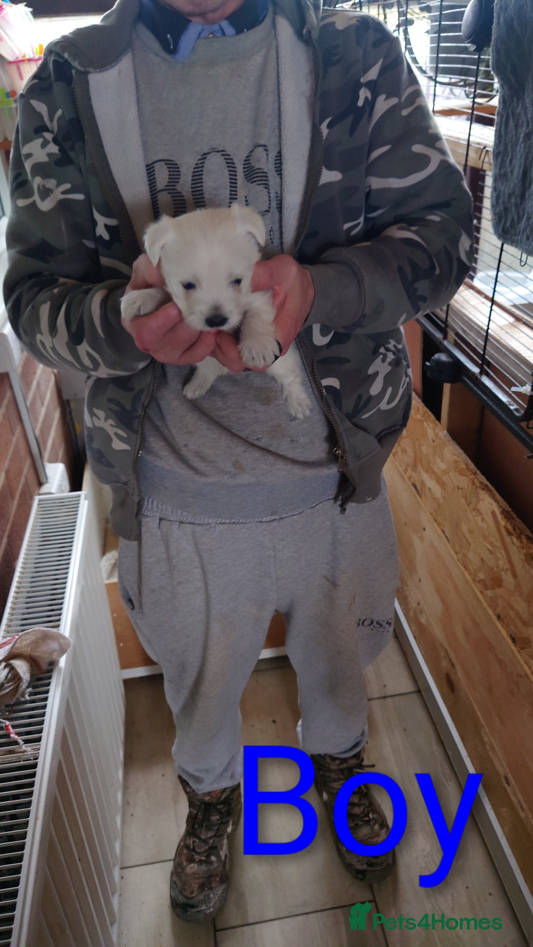 West Highland Terrier dogs for sale: West highland white terrier puppies - Advert 7