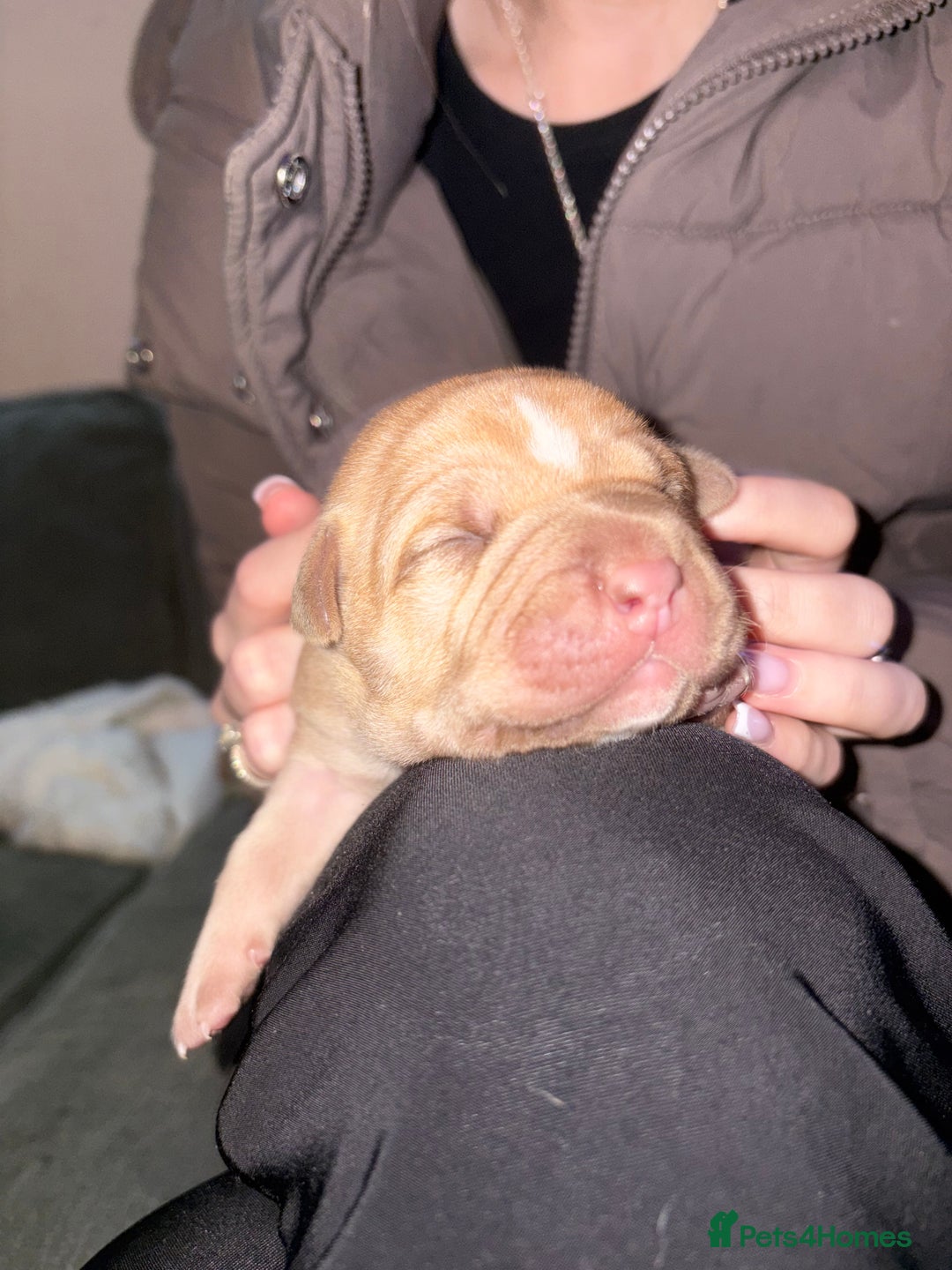 Staffordshire Bull Terrier dogs for sale: Staffie mix pups  - Advert 7