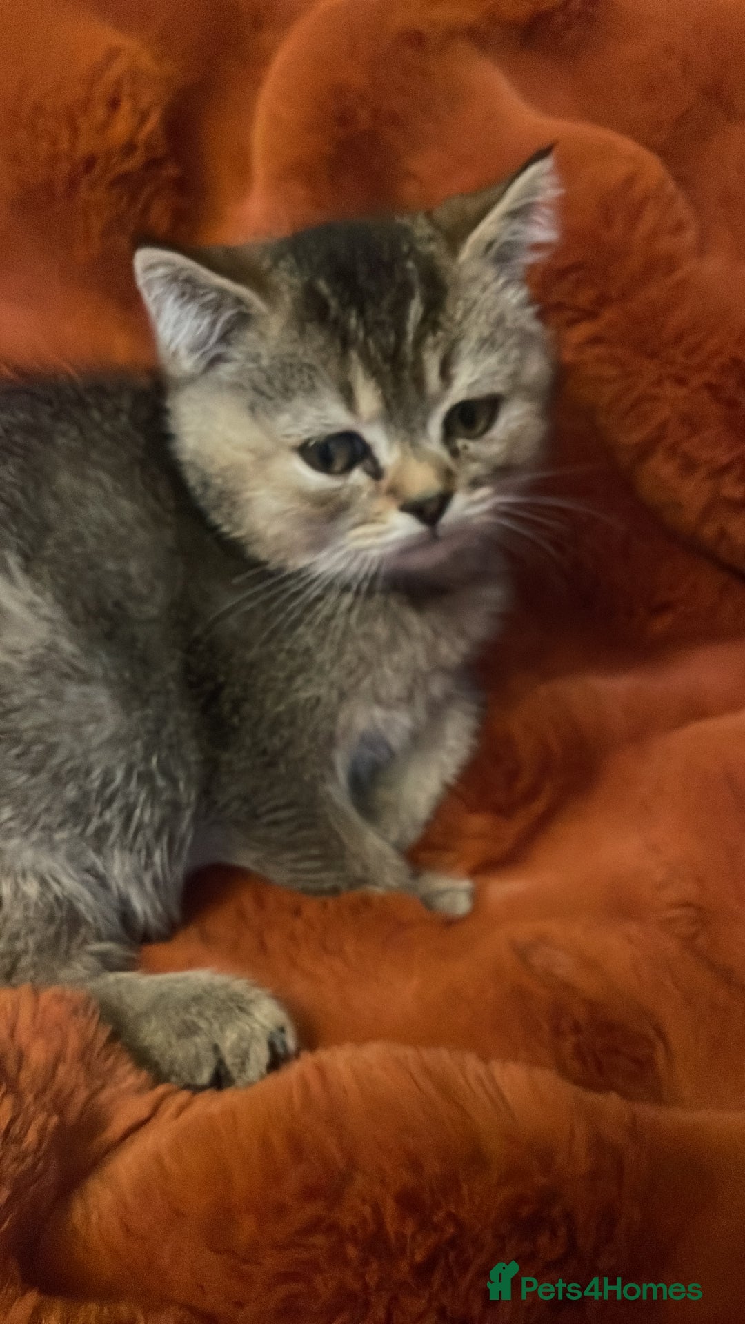 British Shorthair cats for sale: Exceptional BSH kitten, chocolate brown  - Image 10