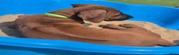 Rhodesian Ridgeback dogs for sale: 4x FEMALE RHODESIAN RIDGEBACK PUPS!! - Advert 9