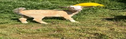 Goats livestock for sale: Kids for Sale in Launceston - Advert 2